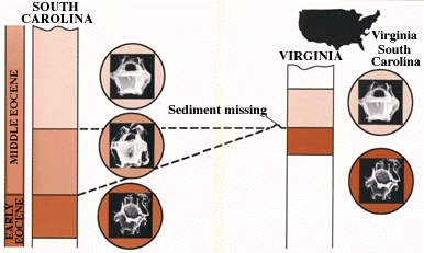 Diagram showing how to use fossils to 
recognize rocks of the same or different ages